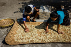Waljinem and Margono dry flattened melinjo seeds in the sun. JP/Anggertimur Lanang Tinarbuko