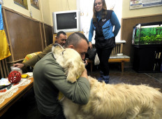 Therapy dogs bring respite to Ukraine war veterans