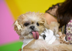 Marnie, the Instagram-famous dog, dies at 18 years old