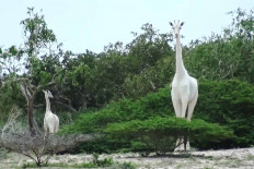 Rare white giraffes killed by poachers in Kenya: Conservationists