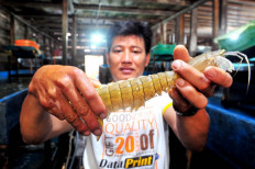 A worker holds a grasshopper shrimp at Kuala Tungkal fishermen’s village, West Tanjungjabung, Jambi, on March 10, 2020.