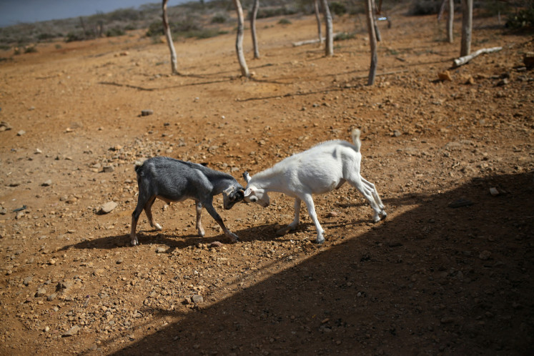 A pair of goats from a flock belonging to a Venezuelan indigenous family from the Wayuu tribe, fight in the middle of the desert, in Castilletes, Colombia February 20, 2020.