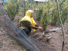 Residents&rsquo; participation vital in Jambi peatland restoration: BRG