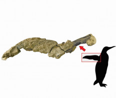 Fossil of 43-million-year-old penguin skin found in Argentina