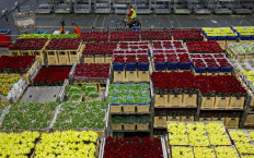 Dutch floral industry wilting due to coronavirus