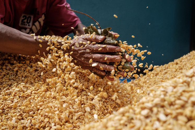 A man rubs cooked soybeans with a moldy hibiscus leaf, which is rich in the rhizopus olihosporus fungus, during the tempeh fermentation process. JP/ Anggara Mahendra