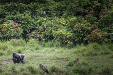 Western lowland gorillas are seen at Langoue Bai in the Ivindo national park on April 26, 2019 near Makokou, Gabon. 