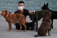 Elderly dog dies in Hong Kong after release from precautionary coronavirus quarantine