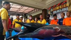 Fisherman in East Java arrested for catching protected dolphins 