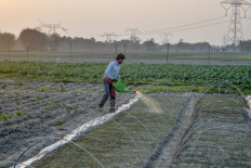 A farmer pours water on the sproutings of broccolis in a field at Phansidewa village on the outskirts of Siliguri, India, on February 8, 2020.