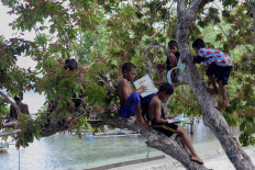 Children perch in a tree to read at Mali Beach on Alor Island, East Nusa Tenggara. JP/ Yusuf Wahil