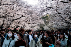 People wearing face masks, amid concerns of the COVID-19 coronavirus, walk under the cherry blossoms at Ueno park in Tokyo on March 22, 2020.
