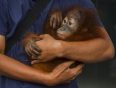 Five arrested for trying to sell infant orangutan