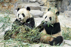 Panda bears eat bamboo in Beijing Zoo, China
