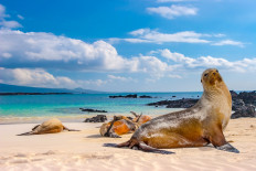 The Galapagos Islands, located in the Pacific Ocean about 1,000 kilometers off the coast of Ecuador, were made famous by 19th-century English naturalist Charles Darwin's studies of their breathtaking biodiversity.