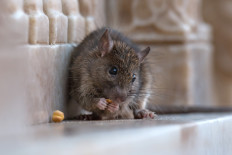 Smelling a rat: How rodents sniff out fake beggars 