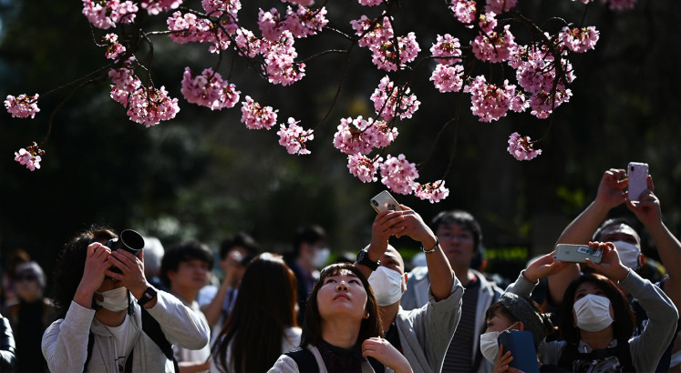 'Joy of spring': Japan fetes cherry blossoms despite virus