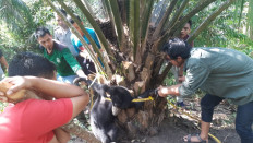 Wildlife agency rescues bear cub ensnared in trap in Riau oil palm plantation