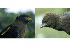 Two eagles of different species released into wild in West Java