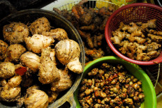 Among jamu ingredients such as temulawak (curcuma), turmeric, galangal and ginger. JP/Rahmat Dian Prasanto