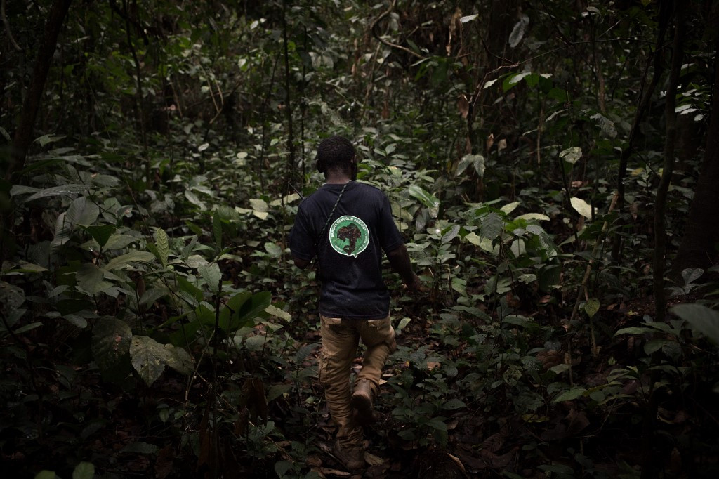 In An African Forest A Fight To Save The Endangered Pangolin Environment The Jakarta Post