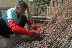 Amazon could be next virus hot zone: scientist 			