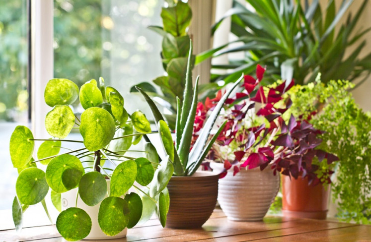 Indoor plants illustration