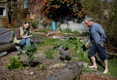 Cynthia Burrell (left) and husband Jack Seifert, massage therapists whose home-based business has been shuttered in the coronavirus disease (COVID-19) outbreak, enjoy their backyard with their chicken Speck in Seattle, Washington, United States, on April 4, 2020.