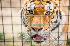 Tiger suspected of fatal attacks on humans removed from Riau