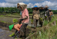 COVID-19: Women farmers make masks to protect villagers in South Sumatra