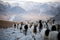 This picture taken on February 26, 2018 shows sheep making their way on the Qinghai-Tibet Plateau near Labrang.