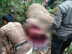 Elephant found dead, mutilated in Riau
