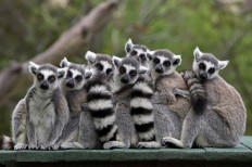 Madagascar's lemurs take a breather as tourism struggles