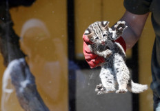 Tiny leopard cat emerges into sunshine but no zoo visitors to see him