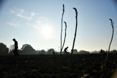 In Spain, asparagus lies unpicked as lockdown shuts out migrant workers