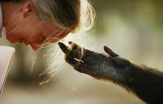 'We can turn it around': Jane Goodall shares hope amid uncertainties