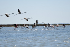 Birds in paradise: Albania's flamingos flourish in virus lockdown