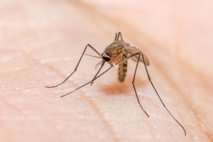 Anopheles mosquito