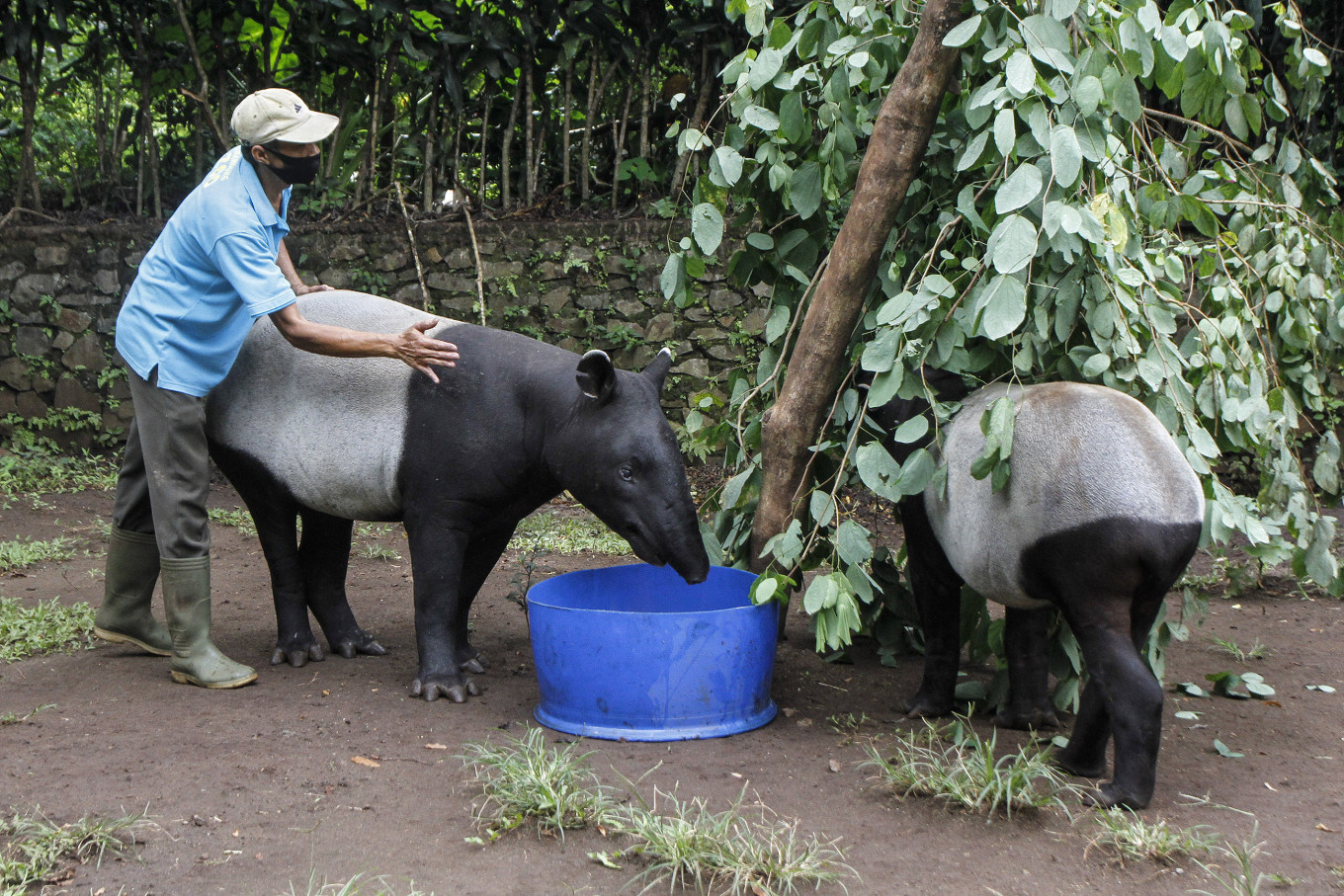 zoo keeper feeding animals