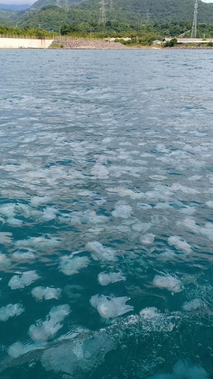 Thousands of jellyfish swim in waters near the Paiton coal-fired power plant on Saturday. The plant's operator, PLN, said on Wednesday that the jellyfish likely migrated from colder waters near Australia. (PLN/PLN)