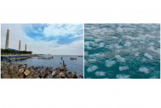 Dozens scramble to fend off jellyfish bloom along 70-km coastline near Paiton power plant