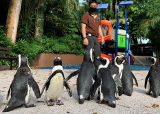 A caretaker looking after penguins roaming around the empty surroundings of Singapore Zoo while its closed to the public.