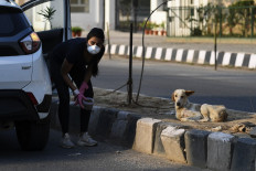 Animal lovers take to India's streets to feed virus strays