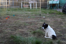 Discarded puppy Locky's luck turns in Moscow lockdown