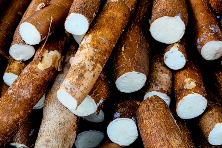 Illustration photo of cassava tubers.