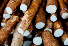 Cassava farmers decrease output as imports bite farm prices