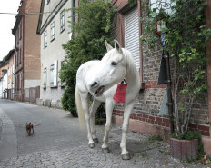 Free-roaming horse Jenny cheers up German lockdown