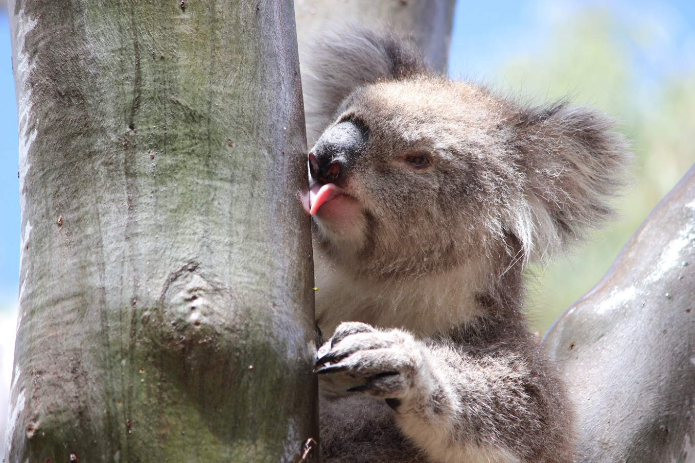 A female koala licks water off the smooth trunk of an eucalyptus tree after a rainfall in the You Yangs Regional Park, Little River, Victoria, Australia in this undated photo released on May 4, 2020. 