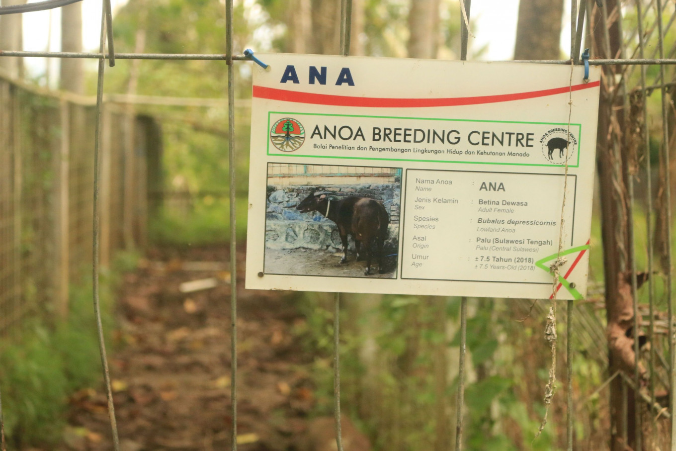 An identification card of a female anoa named Ana, who was found dead along with her unborn calf in March at the Anoa Breeding Center in Manado, North Sulawesi.