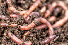 Earthworms